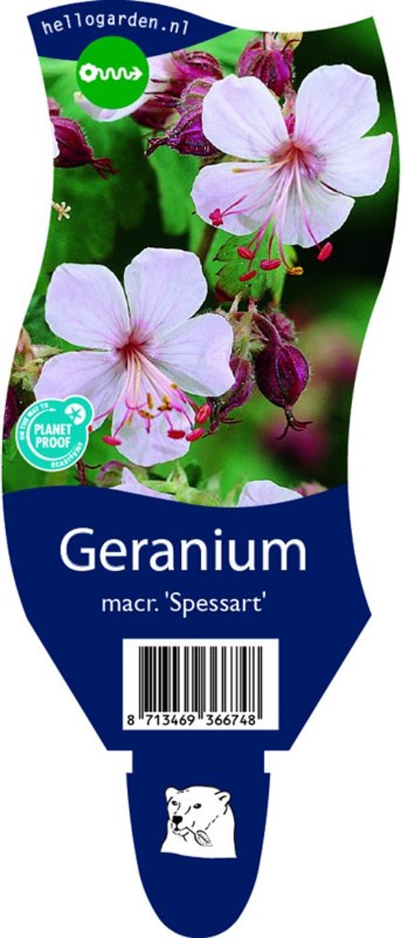 Geranium macr. 'Spessart' - P11